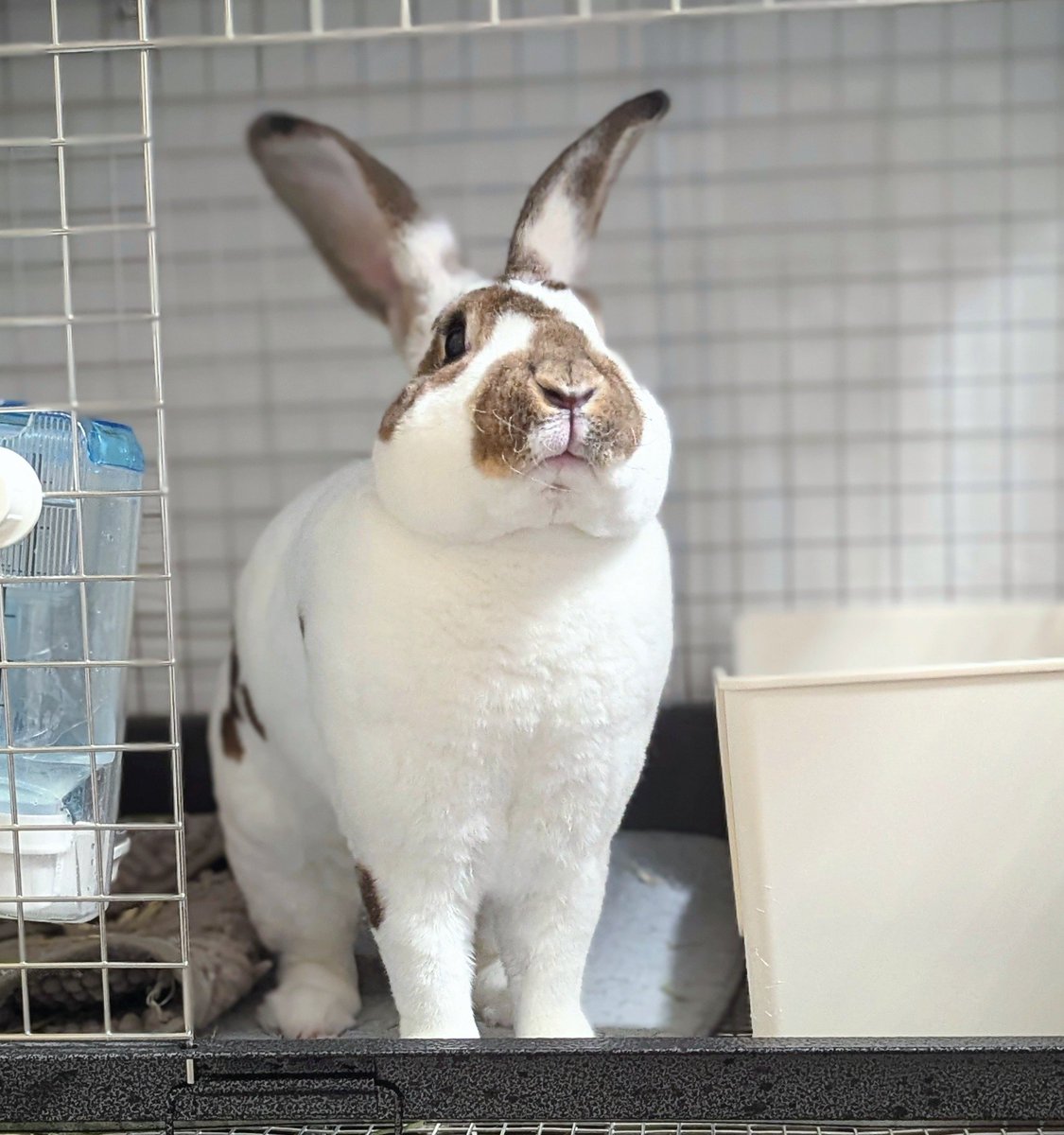 UsaginoSugar's tweet image. 「ん〜…」
思案顔のしゅがちゃん🤭