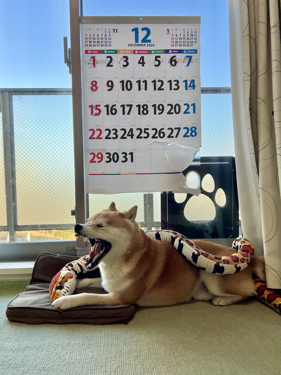 シヴァ犬こむぎっす🐾豆シヴァわらび on X:  