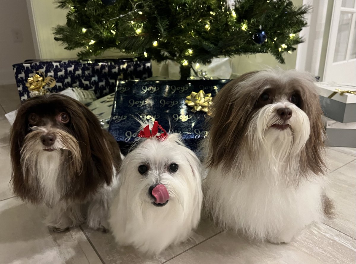 grayparker23's tweet image. Merry Christmas from Radley, Boo and Atticus! 
🐶🐶🐶 🎄🎄🎄