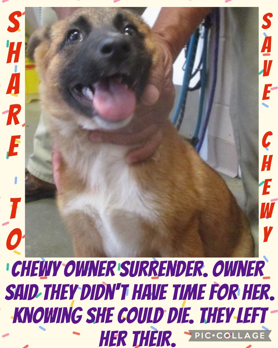 EUTHANSIA LISTED IMMEDIATELY 🆘️

RUSSELL CNTY PHENIX CITY, AL 

CHEWY owner surrender. Owner said they didn't have time for her. Knowing she could die. They left her their. 

#57476303
F
Belgium Malinois 

#dog #fyp #pet #dogs #animals #PLEDGE #pups #rescue #adopt ##retweet