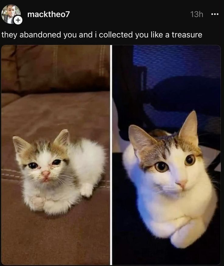 Posts Of Cats tweet media