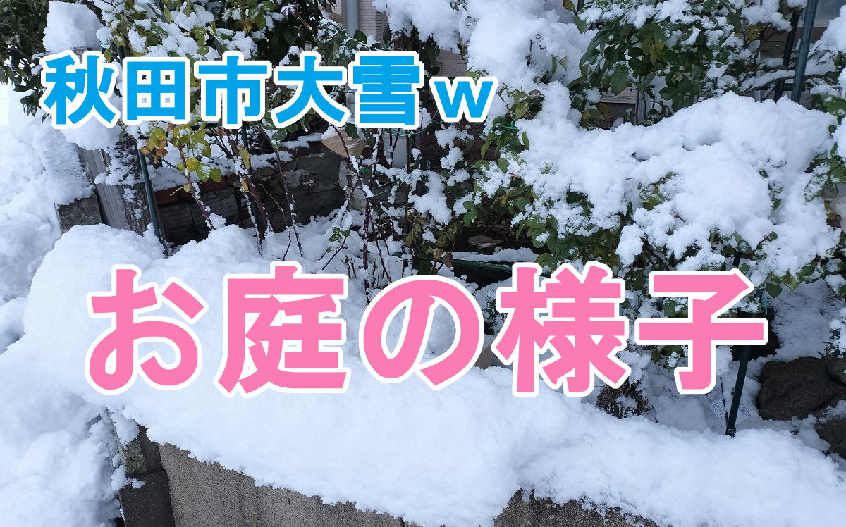 diycampfishing's tweet photo. 【ガーデニングDIY】秋田市大雪!お庭の様子
https://t.co/2YpKVaHmgj
#ガーデニング #gardening #園芸 #DIY #ガーデニングdiy #sonw https://t.co/L1OiBhhgsJ