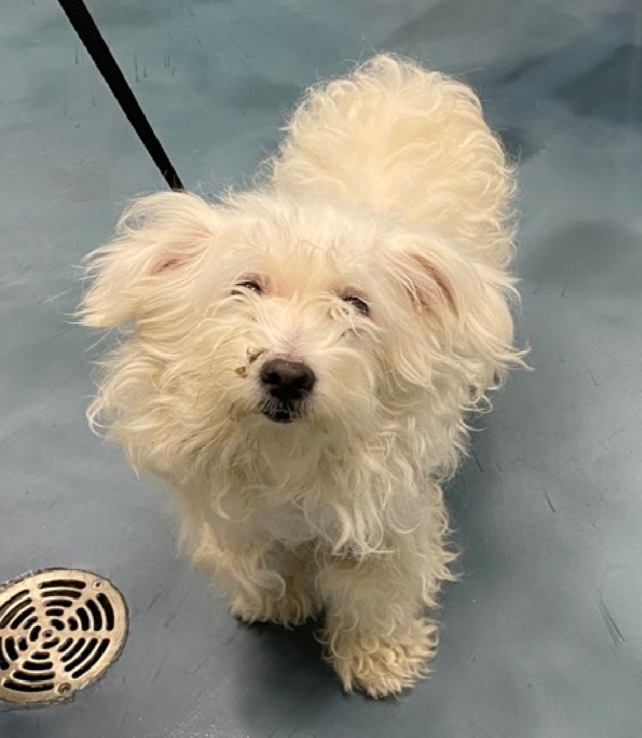 Rosie 216792
Listed TBK 12/19
#NYCACC 
She is 5 yrs old
Given up due to needing ongoing medical care
Has frequent seizures being managed by meds🚑🚑
Lived with toddler
Please help save Rosie!
nycacc.app/browse/216792
#Pledge4Rescue #foster #adopt