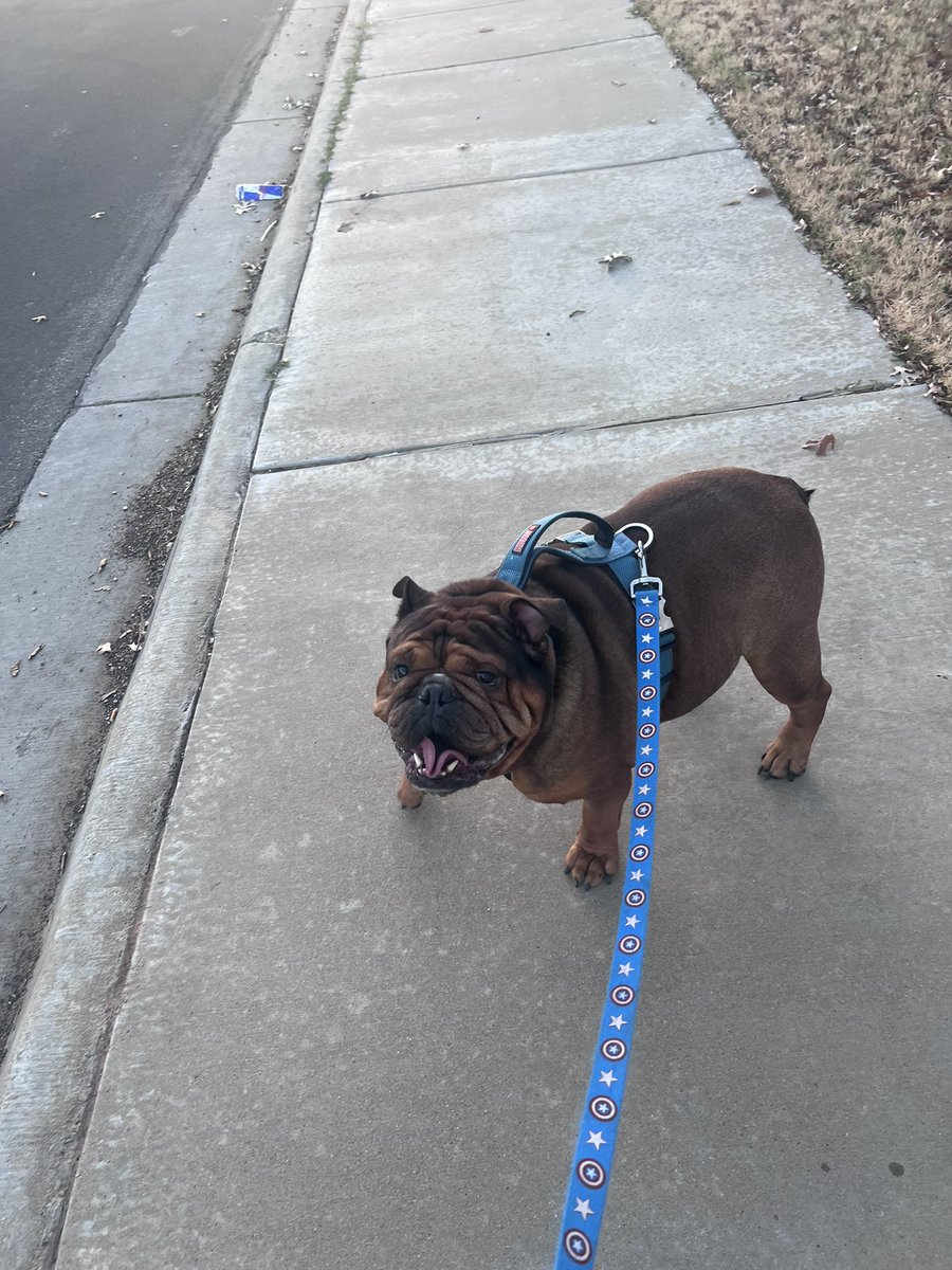 Had to take the beast out for a walk.