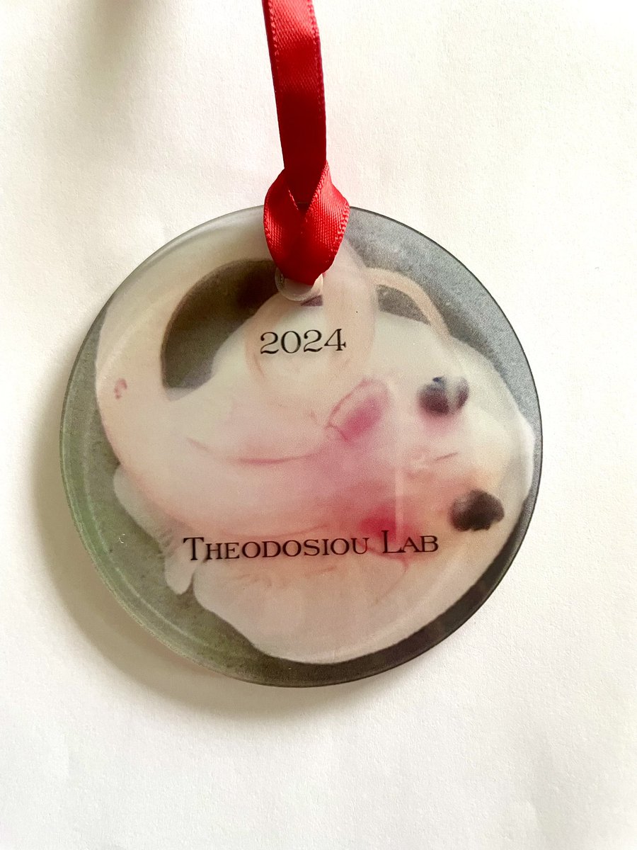 This year’s lab holiday lab ornament! I started this tradition during the pandemic- giving an ornament to each of my research students. Wish I had started this tradition 20 years ago! #devbio #skates #PILife @spiraldoc.bsky.social