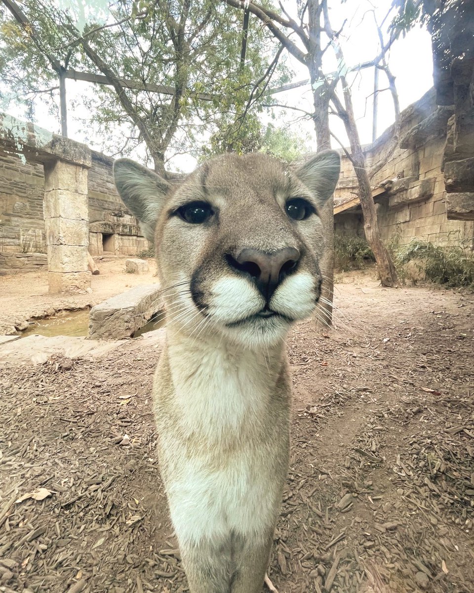 phillyzoo's tweet photo. Rescued puma cub, Elbroch, is just your typical chill guy 🐱 

Pumas are actually not considered big cats, because they can't roar. Their vocalizations usually include screams, yowls, birdlike whistles, and purring! https://t.co/MTpbNYQYrr