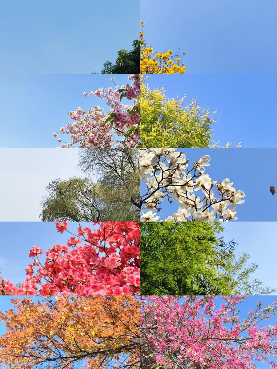 送你一棵圣诞树🎄