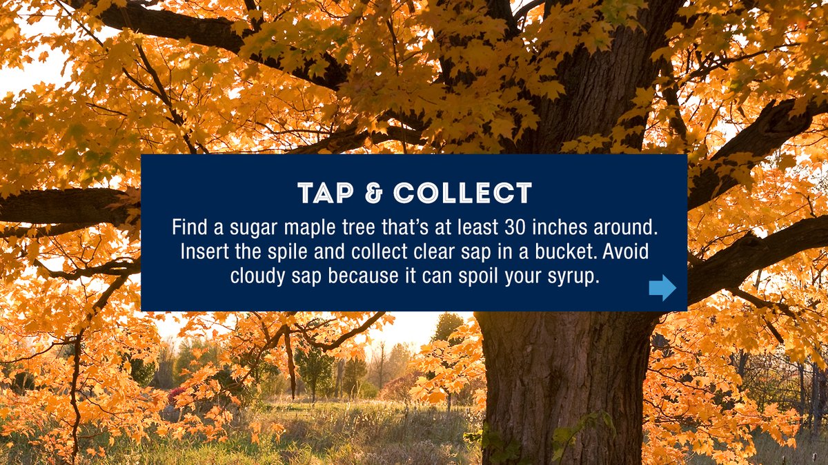 blue_rhino's tweet photo. Ever thought about making maple syrup on your grill? 🍁 It’s easier than you think – https://t.co/KifCLIRsei.
#MapleSyrup #HomemadeSyrup #NotJustPropane https://t.co/uQgEs6p1UD