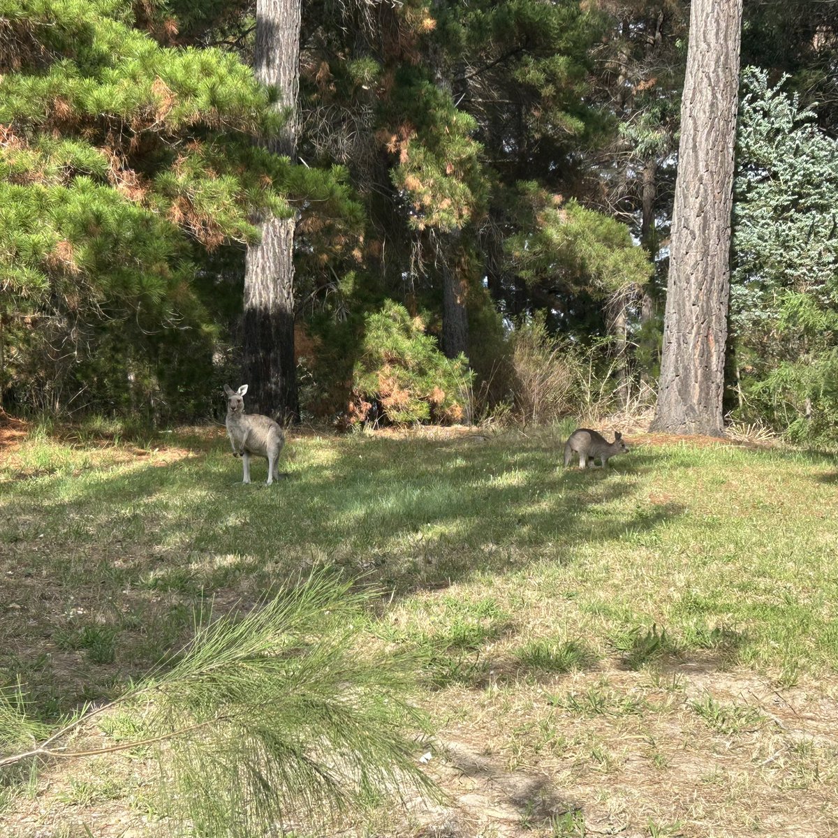 CHPearceWrites's tweet photo. Mum and joey again 🦘 🦘 ☀️
#canberrawalks #kangaroos #canberrasummer https://t.co/0QGdsmdqQ6