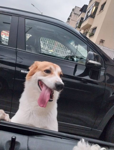 Elylady's tweet photo. Recuerdan a este perrito que deambulaba por Santa Monica? Aún está sin hogar y es un cachorro hermoso!! https://t.co/5tJdu8bDOi