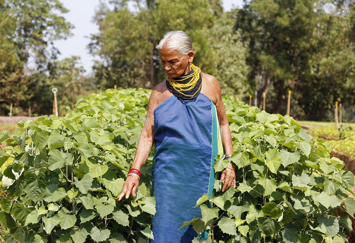 BenefitNews24's tweet image. આદિવાસી મહિલા તુલસી ગૌડ કેવી રીતે બન્યા ટ્રી મધર..?

benefitnews.in/gujarati/india…

#TulsiGowda #TreeMother #PadmaShriAward  #NatureConservation #IndiraPriyadarshiniTreeFriendAward #Karnataka #AdivasiCommunity #Biodiversity @PMOIndia @narendramodi