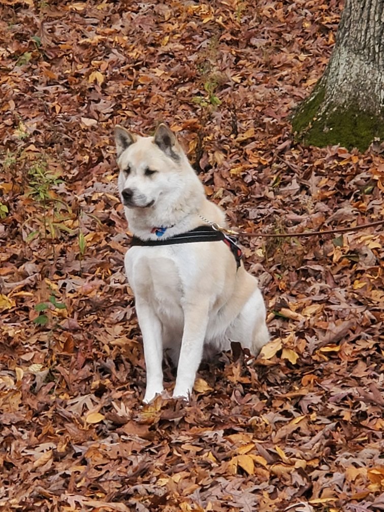 shutupandtwit's tweet photo. @doge_eth_gov I have a real life doge. https://t.co/jGeQYFQPR7