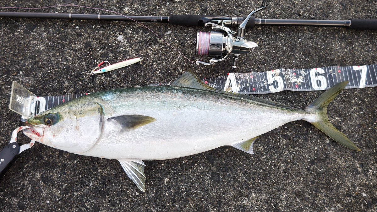 撃投で
ハマチ
#LSJ #ライトショアジギング