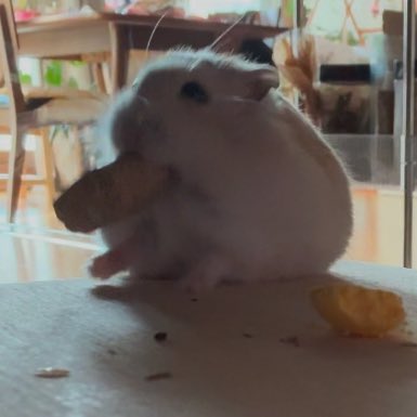 aeng_hamster's tweet photo. 내가 바보라니!!! https://t.co/GKltMcgvmN