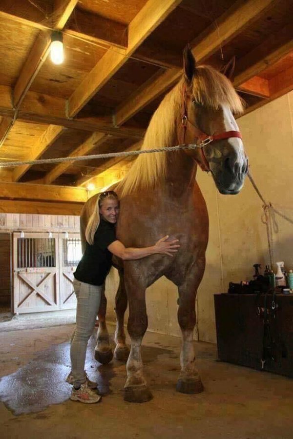 cosmere_shadows's tweet photo. ¿Este caballo aguantaría a Adolin con armadura? https://t.co/u4hOsKskBs