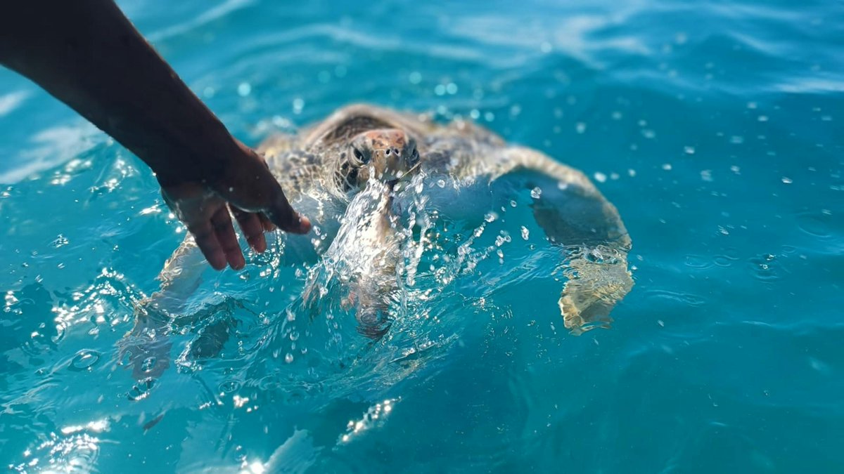 Snorkelen tussen de schildpadden? 🐢 Op São Vicente in Kaapverdië kan het! 😍😍 Hier lees je meer over dit prachtige eiland: kaapverdie.nl/eilanden/sao-v… #kaapverdië #kaapverdie