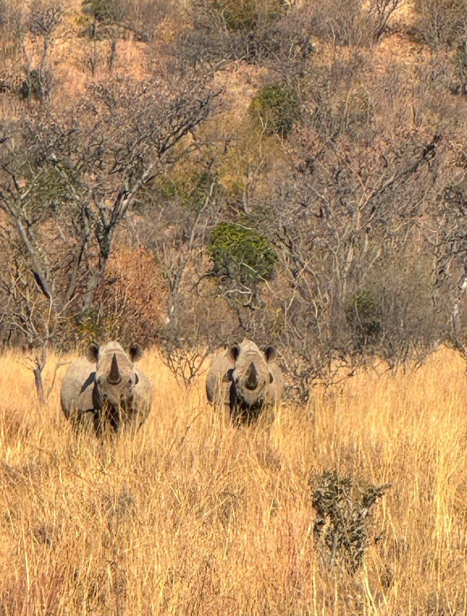 WILDLIFE ANIMAL PROTECTION FORUM SOUTH AFRICA tweet media