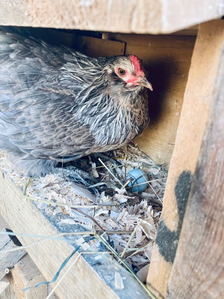 hawkridgefarm's tweet photo. The kids named her "fashion" before knowing she lays a Tiffany blue egg. We're bejewelled by the dozen. 💎 🪺 💎 https://t.co/2lJUaMm4pj