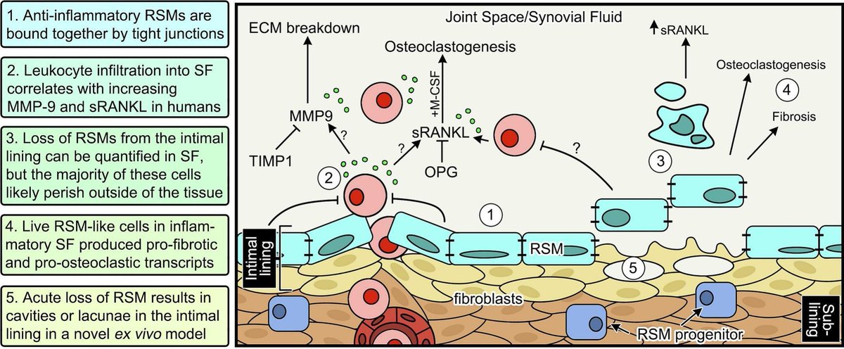 Karen Cyndari (@kcyndari) on Twitter photo My residency/fellowship project just got published! Thanks to all my co-authors who made this possible! sciencedirect.com/science/articl… <a href="/kalicat15/">Christy Petersen</a> <a href="/LabFairfax/">Keke Fairfax, PhD</a> <a href="/dpessoap/">Danielle Pessôa</a> My residency/fellowship project just got published! Thanks to all my co-authors who made this possible! sciencedirect.com/science/articl… <a href="/kalicat15/">Christy Petersen</a> <a href="/LabFairfax/">Keke Fairfax, PhD</a> <a href="/dpessoap/">Danielle Pessôa</a>