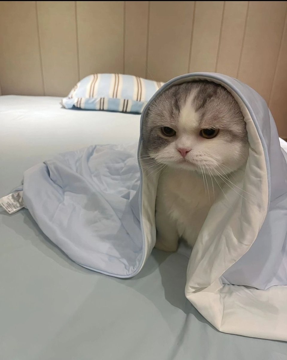 TheCatsX's tweet photo. Woke up grumpy https://t.co/qNXLXfj7Zk