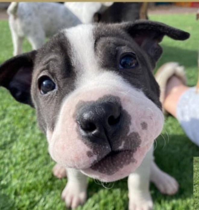 Dave Wilber tweet media