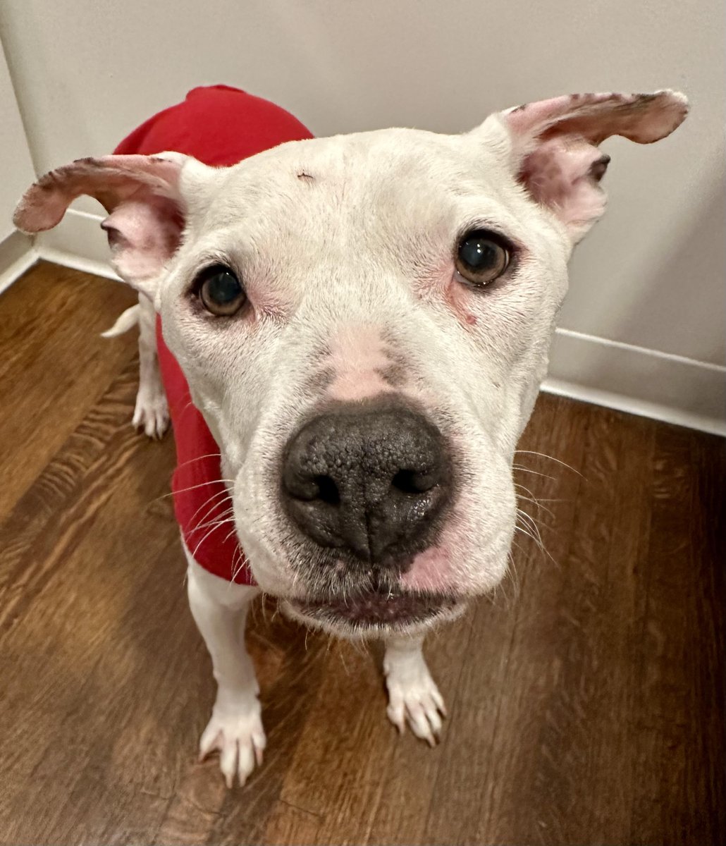 RachelBflo's tweet photo. Hey all, been so busy these past weeks taking care of my elderly mom and my elderly dog... but I will post soon how I lost my job at CNN defending Josh Allen. My hometown, my peeps and my sports teams are what really matters! No regrets. @buffalobills #BuffaloProud #BuffaloLove https://t.co/qe22QyBTWx