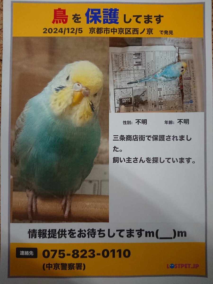 sanjokai's tweet photo. 小鳥ちゃんが大切に保護されています。飼い主さん、中京警察署まで、ご連絡お願いいたします🐤 #京都三条会 #三条会商店街 #小鳥ちゃんお預かりしています #お心当たりの方は中京警察署まで #早く迎えに来てほしいな https://t.co/RdXNxos8Qp