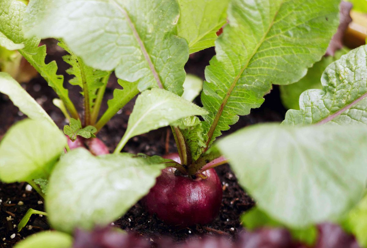 Can You Grow Vegetables Indoors? 10 Easiest Types to Try bhg.com/grow-vegetable…