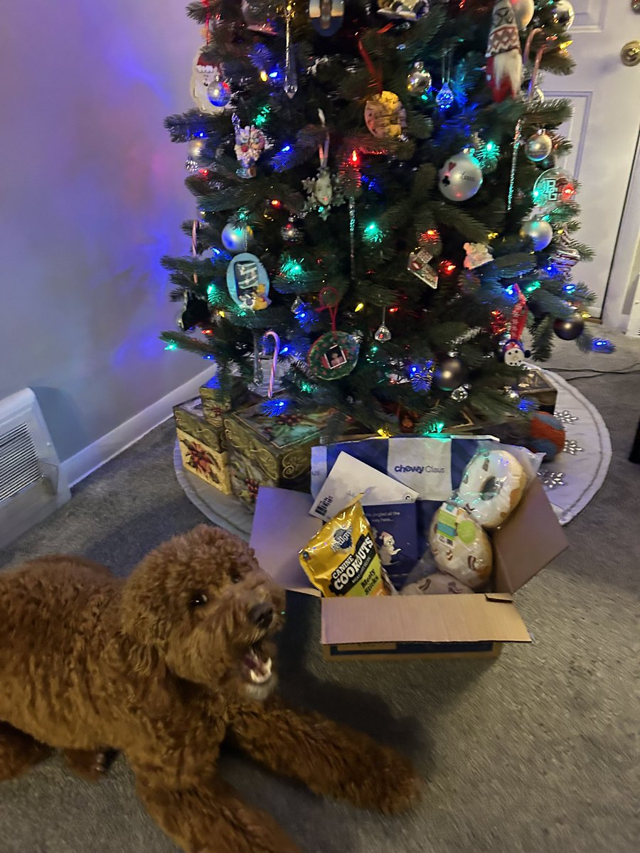 cambamrox14's tweet photo. Sully received a package from Chewy Claus today! He was so excited - I could barely keep him still for a picture😂

This company continues to impress me. They have the best customer service and continually show that they care about our furry family members 🐾🩷

Thank you @Chewy! https://t.co/Jrbbydf1Ha