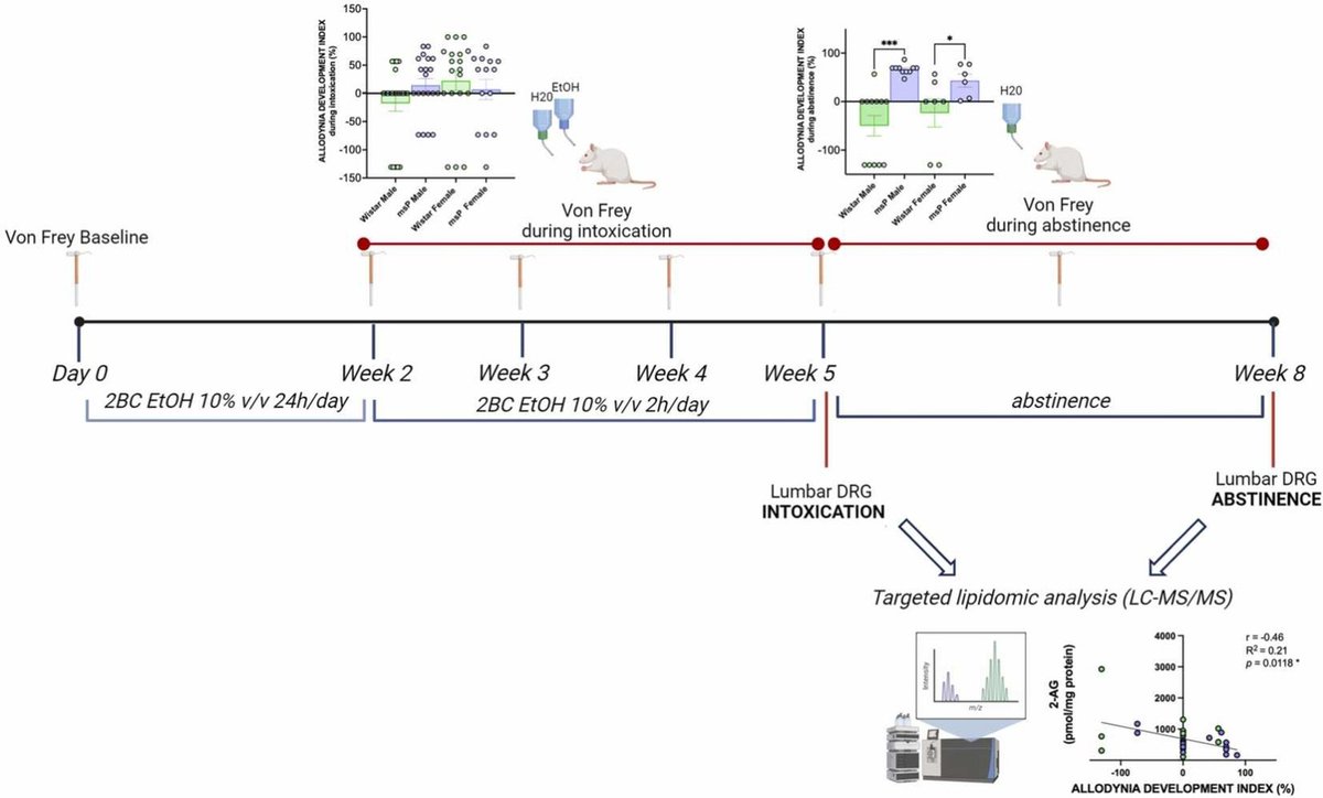 Pharmacological Research (@pharmacolres) on Twitter photo <a href="/ValentinaVozel1/">Valentina Vozella</a> et al. showed that excessive alcohol intake produces persistent mechanical allodynia and dysregulates the endocannabinoid system in the lumbar dorsal root ganglia of genetically selected Marchigian Sardinian alcohol-preferring rats: doi.org/10.1016/j.phrs… <a href="/ValentinaVozel1/">Valentina Vozella</a> et al. showed that excessive alcohol intake produces persistent mechanical allodynia and dysregulates the endocannabinoid system in the lumbar dorsal root ganglia of genetically selected Marchigian Sardinian alcohol-preferring rats: doi.org/10.1016/j.phrs…