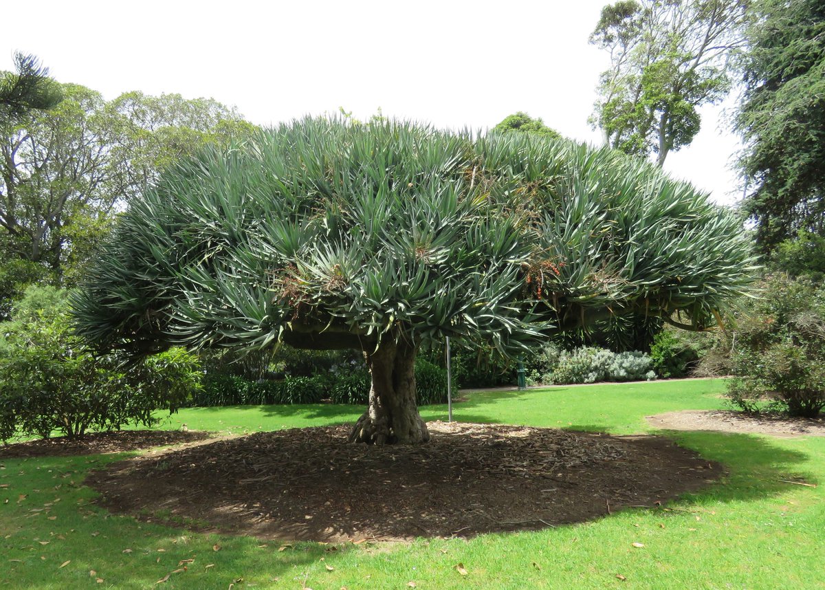 StuartWilliams_'s tweet photo. Dragon tree (Dracaena draco) at the Koroit Botanic Gardens
Origin: Madeira Islands, Canary Islands, Morocco and Cape Verde
#KoroitBotanicGardens #Asparagaceae #Dracaena #TrustTrees https://t.co/dPG9evqliK