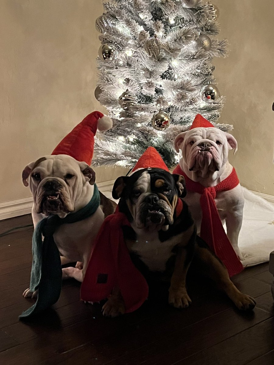 Harley 🌈, Zeke, Kash & Rocco tweet media