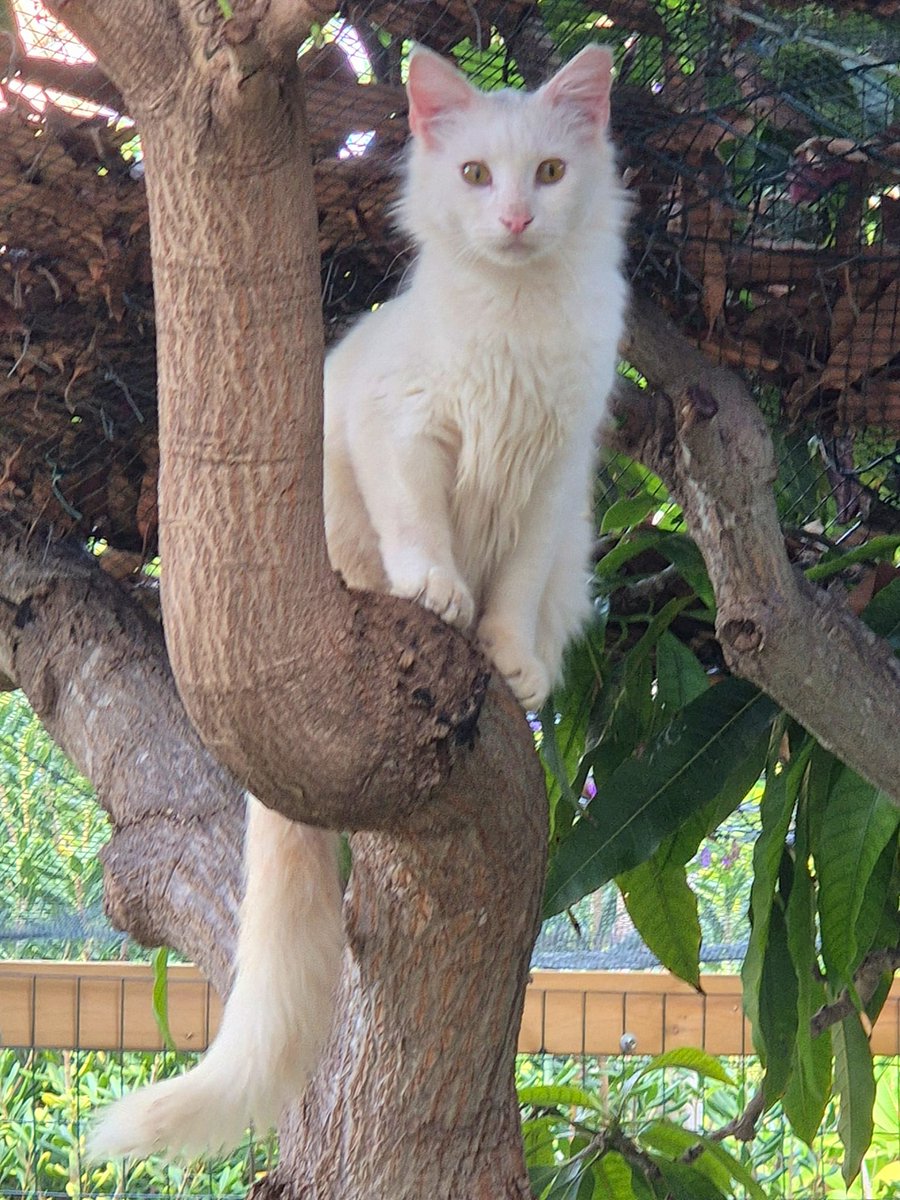 Chachi's Haven tweet media