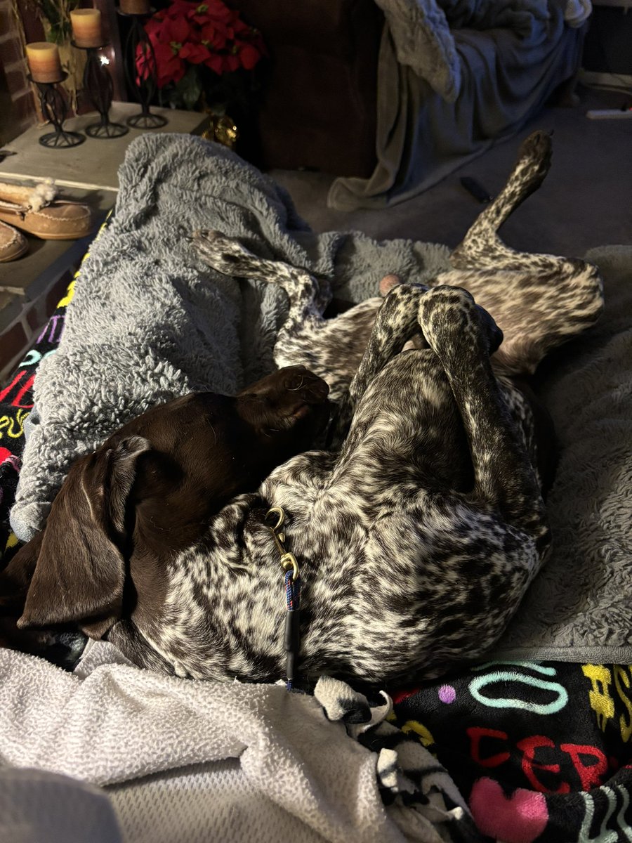 franke124's tweet photo. Took the boys out for quail for a couple of hours.  Chance with a point and one for the bag.  End result are the pictures.  #brittanyspaniel #dk #greenwoodnj #huntingdogs #gundogs #pinebarrensnj #quaildogs https://t.co/g3QqnB06sp