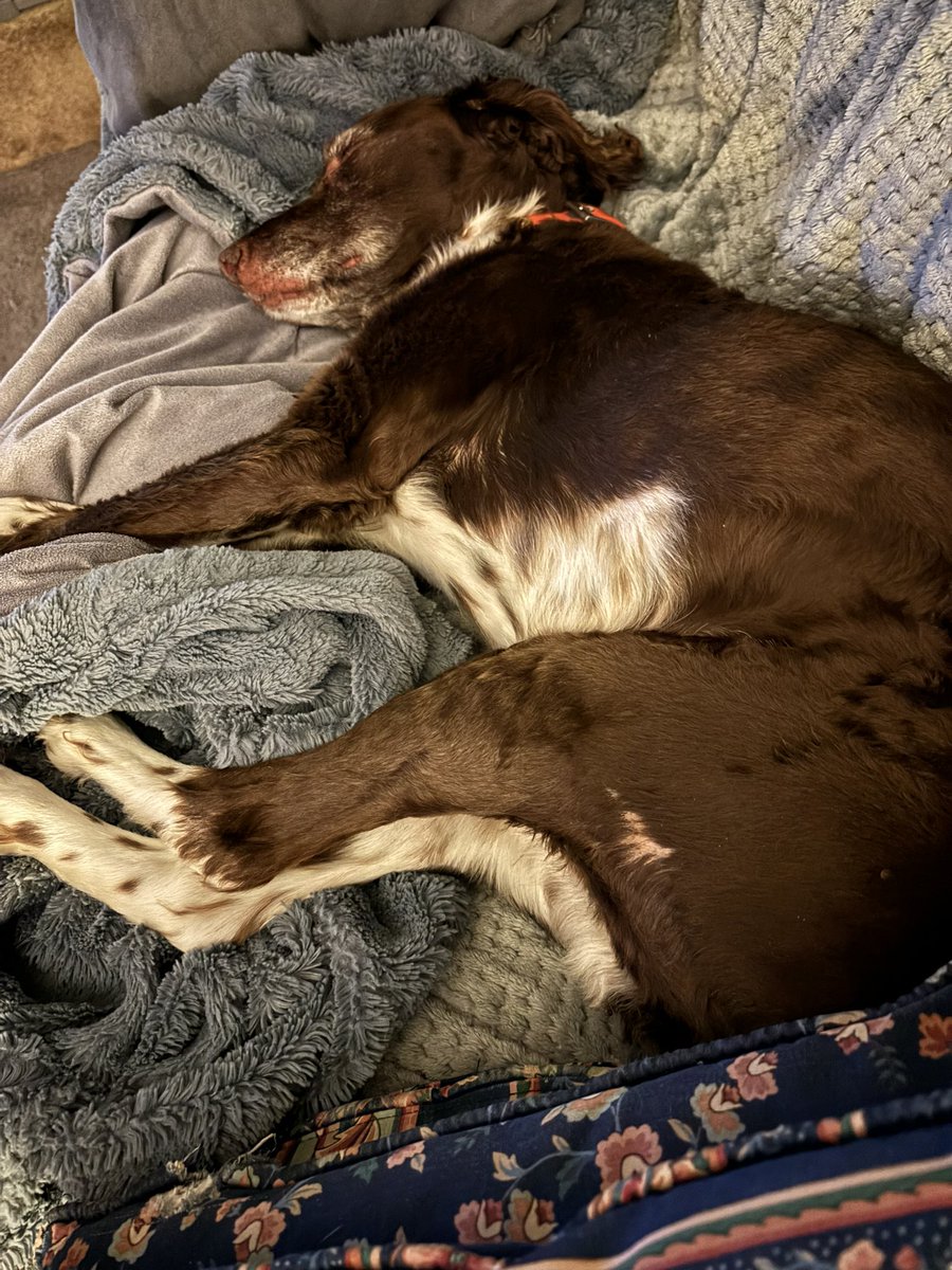 franke124's tweet photo. Took the boys out for quail for a couple of hours.  Chance with a point and one for the bag.  End result are the pictures.  #brittanyspaniel #dk #greenwoodnj #huntingdogs #gundogs #pinebarrensnj #quaildogs https://t.co/g3QqnB06sp