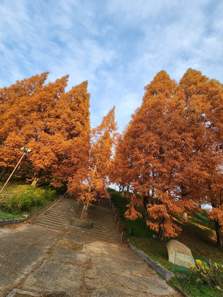 BalanceKunn's tweet photo. 紅葉🍁
見に行ったわやっと🌲🌳
#バランス君 #balancekun #バランスは大事やて #神戸 #兵庫県 #紅葉 #茶色 #自然 #nature #fallseason #秋 #fall #beautiful #brown #earth #earthcolor #pose https://t.co/rNAnsW8vfZ