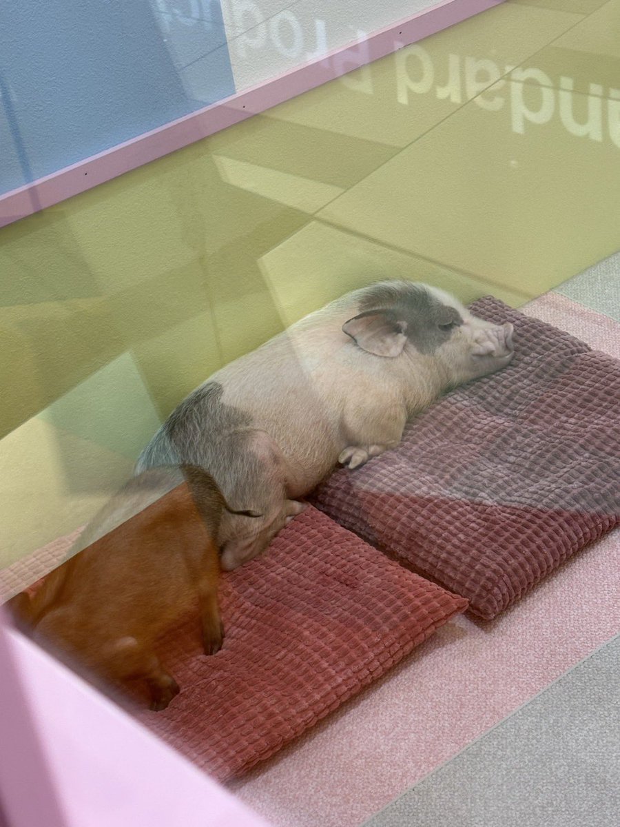 家族に迎え入れるか迷ってる　一緒に寝たい