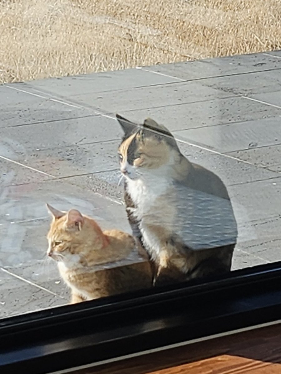 원래 밥 챙겨주던 길냥이 여자친구가 삼색이었는데 새끼 낳았나보다... 이젠 새끼까지 데리고 오네ㅎ..... 근데 너네 창문 열어놓으면 아주 우리집 들어올 기세다...?