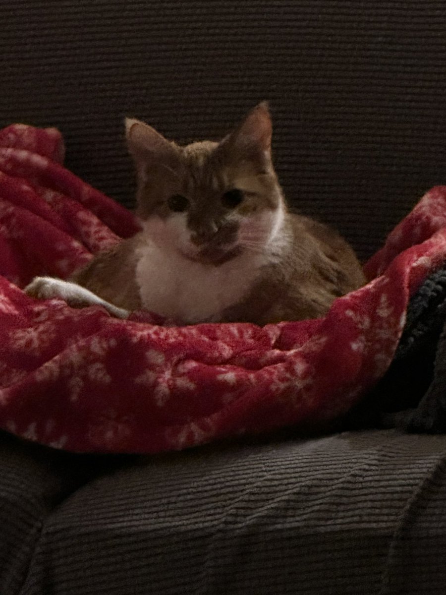 Allbur Chellak tweet media