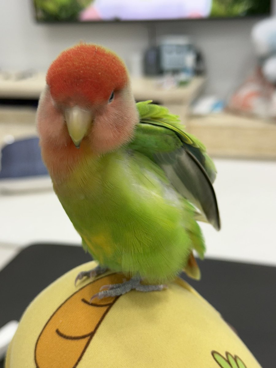 초록새 할아부지도 잘 지내구 있어용