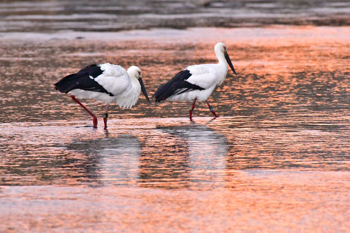 s7t73pf71's tweet photo. 大東のコウノトリ、大社のカワセミ、斐伊川河口のマガン、ヘラサギ
#野鳥 #コウノトリ #j0118 #j0353 #カワセミ #マガン #ヘラサギ https://t.co/q0bDdf3Q7w