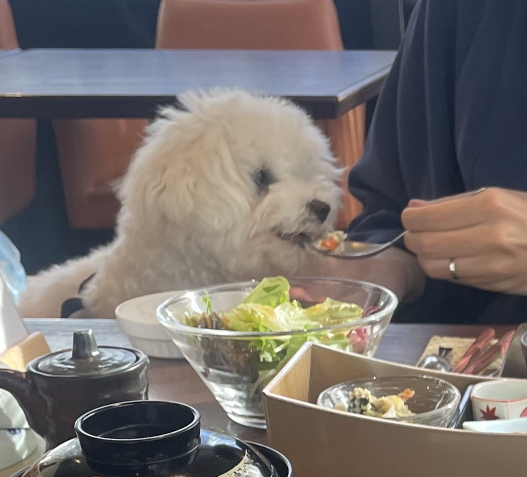 mellow_240331's tweet photo. タイやマグロ、サケにガボチャのスープ おいしいごはんたらふく食べて幸せそうだったなあ https://t.co/nwIdbnYqqO