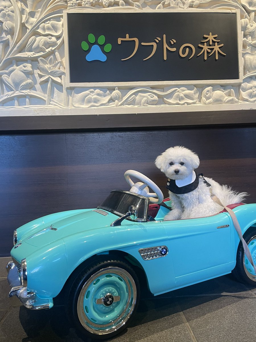 mellow_240331's tweet photo. ウブドの森、わんちゃんと泊まれるホテルの中で1番おすすめです👍露天風呂やお酒飲み放題とか良いとこ沢山あるけどなによりスタッフの方のわんこファーストな接客が本当に素晴らしいです、、、記念日旅行などに是非✨ https://t.co/UkwNiamPkN