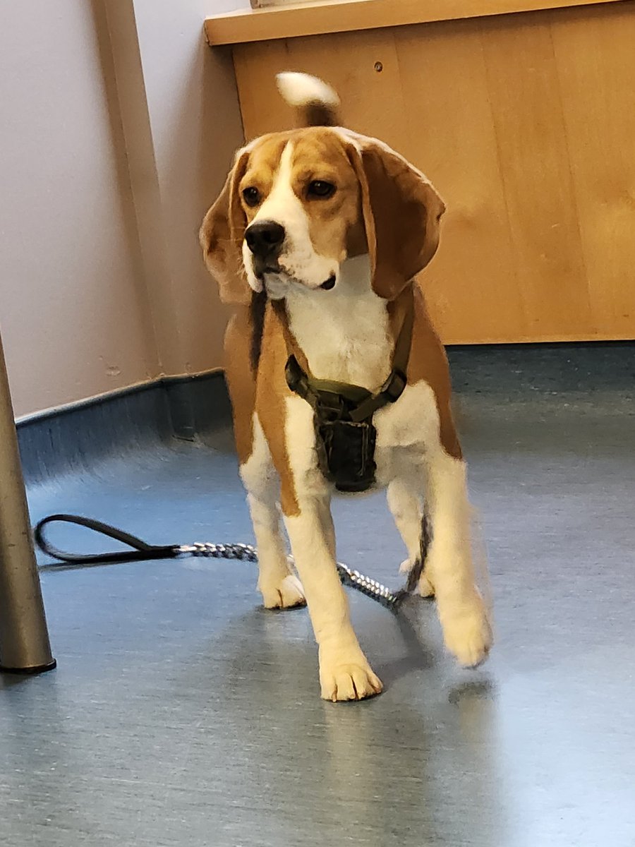 Bigroad67's tweet photo. Charlie the Beagle ❤️🐶 https://t.co/otT6QNkF4c