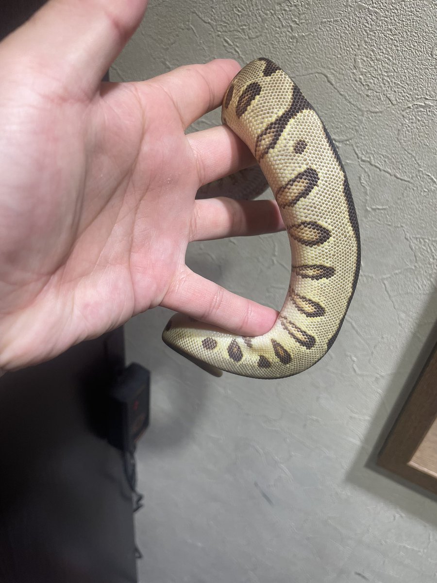 HIROHAR56366122's tweet image. ✨年末セール✨
0.1 Enchi Spotnose YB Clown het DG
¥160,000-
✨DGバットマン狙える個体になります🔥🔥🔥
✨年内の販売になります✨
※各種クレジットカード、キャッシュレス決済対応
#SUNRIZEBallPython
#Clown
#DGClown