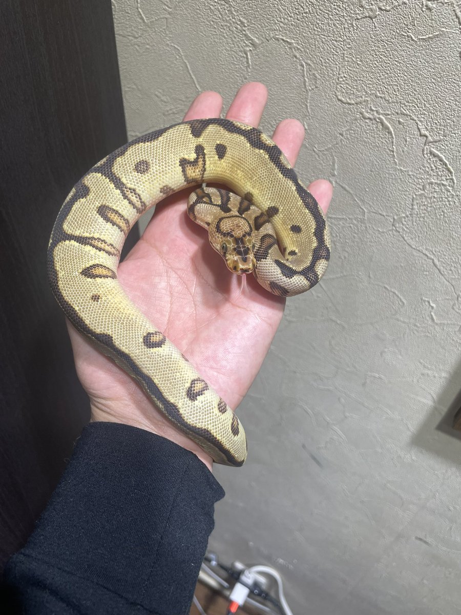 HIROHAR56366122's tweet image. ✨年末セール✨
0.1 Enchi Spotnose YB Clown het DG
¥160,000-
✨DGバットマン狙える個体になります🔥🔥🔥
✨年内の販売になります✨
※各種クレジットカード、キャッシュレス決済対応
#SUNRIZEBallPython
#Clown
#DGClown