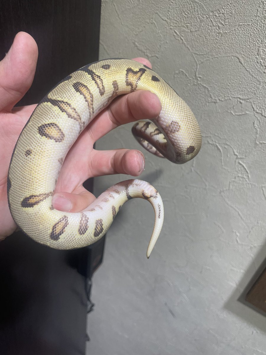 HIROHAR56366122's tweet image. ✨年末セール✨
0.1 Enchi Spotnose YB Clown het DG
¥160,000-
✨DGバットマン狙える個体になります🔥🔥🔥
✨年内の販売になります✨
※各種クレジットカード、キャッシュレス決済対応
#SUNRIZEBallPython
#Clown
#DGClown
