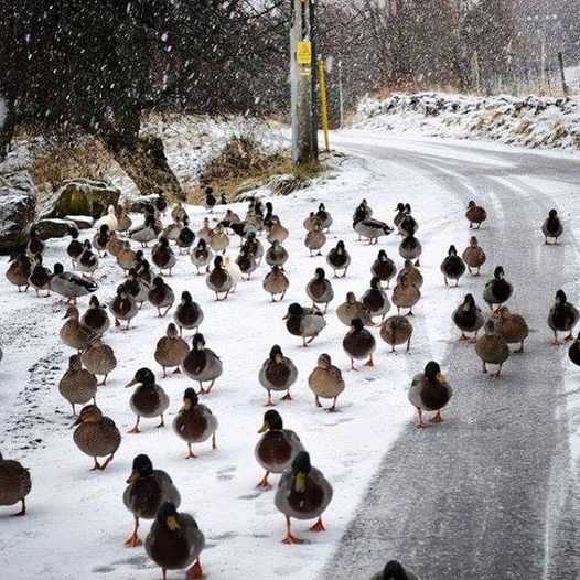 Scottish_Banner's tweet photo. Heavy, #duck, traffic in #Braemar!
#ScotlandIsCalling #Winter #Scotland #ScotlandInWinter #ScottishBanner #Snow #LoveScotland https://t.co/fUri0X2vq2