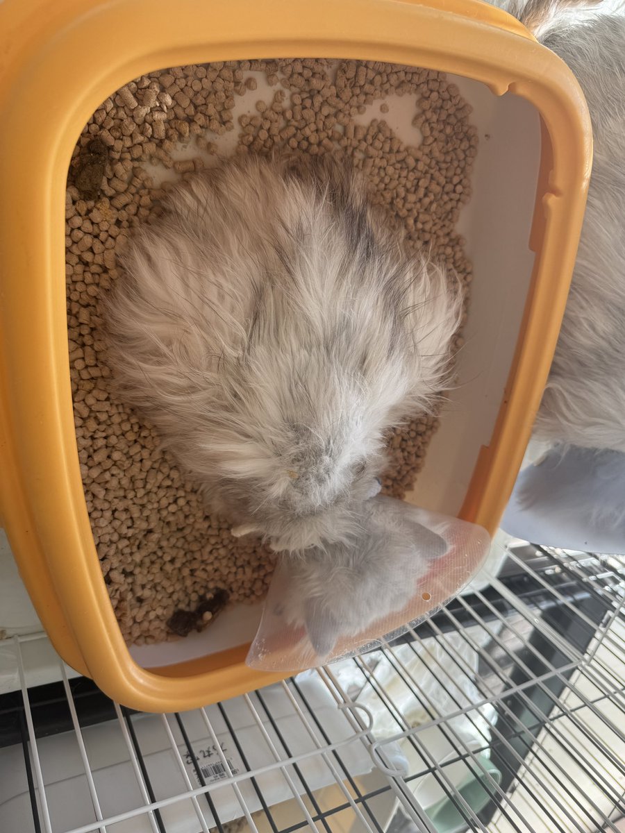 cat_hometown's tweet photo. 【チンチラ111匹多頭飼育崩壊】
↓ご支援はこちらから↓
【https://t.co/JPPT7J3Pyp】

現在田名シェルターにいるチンチラ達はケージで管理しています。
崩壊現場では、トイレに排泄をせず床や布などにしてしまう子が多いです。
その為ペットシーツやトイレ砂などのご支援が欲しいです。
また、ご飯などもたくさん来ていますがこの頭数なのですぐになくなってしまいます。
ご支援お願いします。
※ミャウミャウ缶詰が送れないと言う問い合わせが多くありました。調べてみたのですが分からずです。分かり次第訂正しますが代表もバタバタ、娘も仕事があるので後日になります。

#拡散希望 #チンチラ #111匹 #多頭飼育崩壊 #相模原
