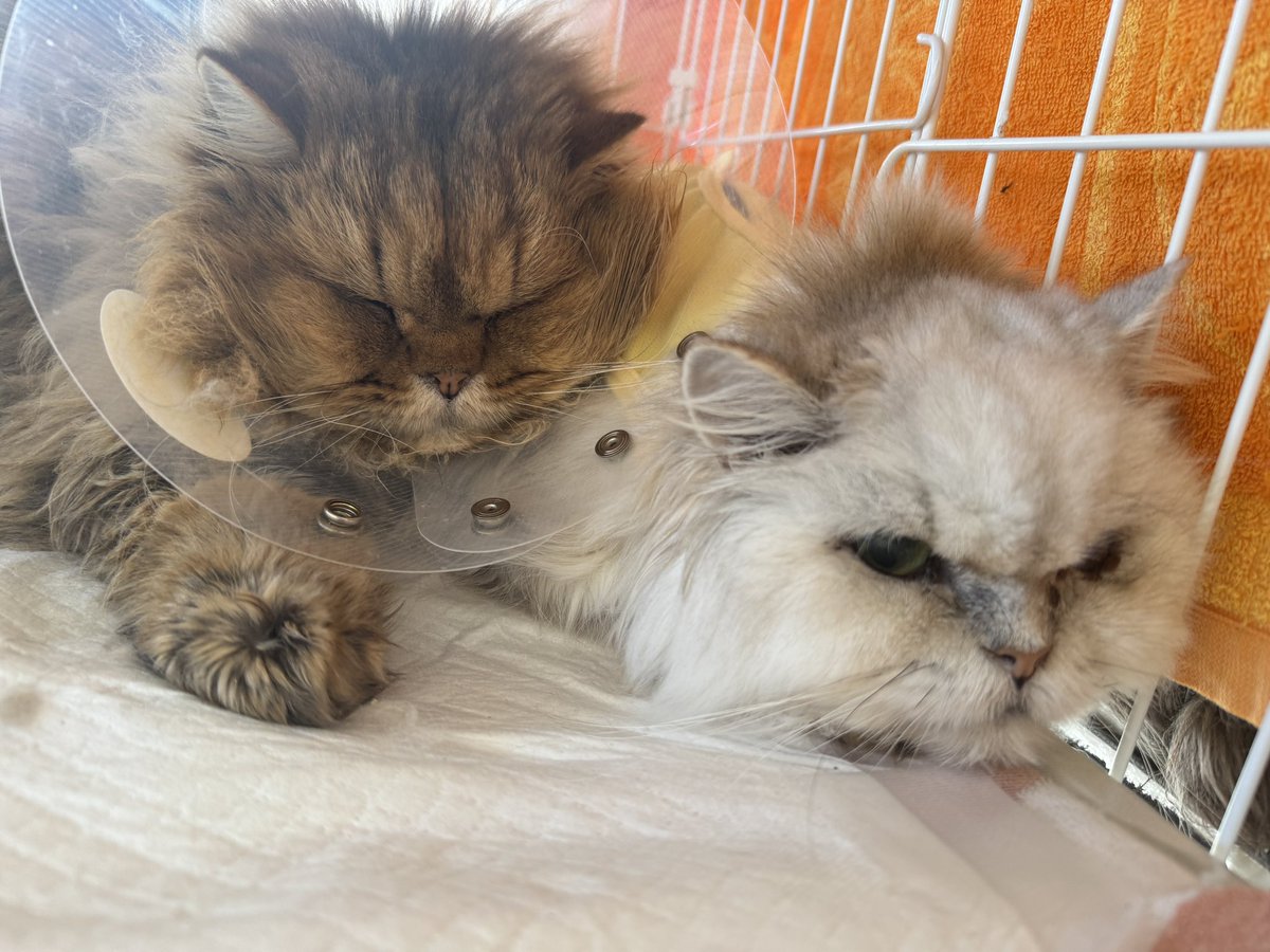 cat_hometown's tweet photo. 【チンチラ111匹多頭飼育崩壊】
↓ご支援はこちらから↓
【https://t.co/JPPT7J3Pyp】

現在田名シェルターにいるチンチラ達はケージで管理しています。
崩壊現場では、トイレに排泄をせず床や布などにしてしまう子が多いです。
その為ペットシーツやトイレ砂などのご支援が欲しいです。
また、ご飯などもたくさん来ていますがこの頭数なのですぐになくなってしまいます。
ご支援お願いします。
※ミャウミャウ缶詰が送れないと言う問い合わせが多くありました。調べてみたのですが分からずです。分かり次第訂正しますが代表もバタバタ、娘も仕事があるので後日になります。

#拡散希望 #チンチラ #111匹 #多頭飼育崩壊 #相模原